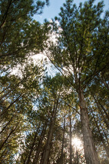 Obraz na płótnie Canvas trees in the forest in Caxias do Sul , Brazil