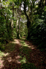Fototapeta na wymiar path in the woods in Nova Petrópolis , Brazil
