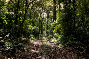 Fototapeta na wymiar path in the woods in Nova Petrópolis , Brazil