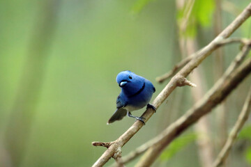 Black-naped Monarch on branch in nature