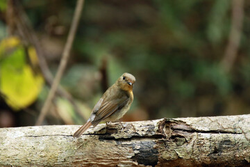 A female Taiga Flycatcher on branch