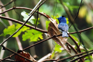 Black-naped Monarch on branch in nature