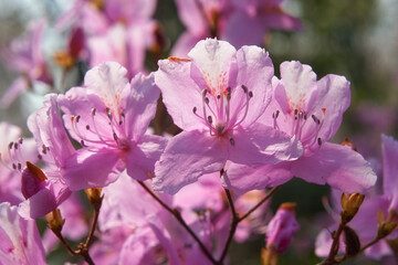 Purple Rhododendron  flowers in the back light. Japan
