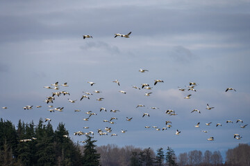 Flock of migratory snow geese flying in to feed in a farmer’s field, overcast and cloudy winter day
