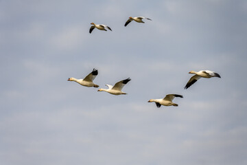 Flock of migratory snow geese flying in to feed in a farmer’s field, overcast and cloudy winter day
