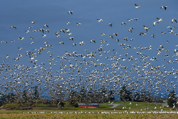 Large flock of migratory snow geese flying above a farmer’s field with a rustic red barn in the background
