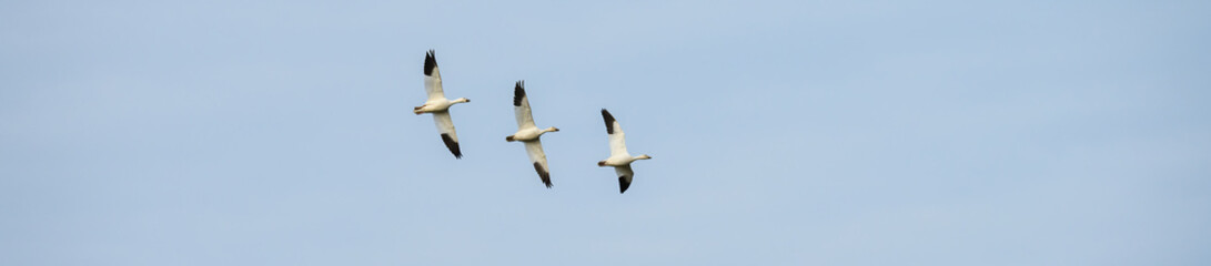Three migratory snow geese flying in formation against a blue sky, as a nature background
