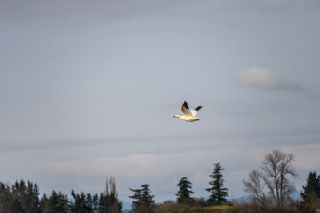 Single snow goose flying on an overcast and cloudy winter day
