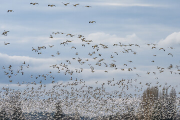 Large flock of migratory snow geese flying on a cloudy winter sky, as a nature background

