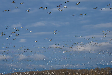 Large flock of migratory snow geese flying on a cloudy winter sky, as a nature background
