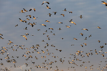 Large flock of migratory snow geese flying in a dark sky highlighted by evening light of the setting sun
