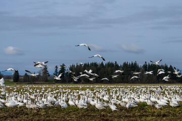 Large flock of migratory snow geese in a farmer’s field, evergreen forest and sky in background
