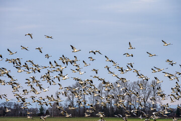 Large flock of migratory snow geese flying on a cloudy winter sky, as a nature background
