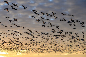Large flock of migratory snow geese silhouetted by the setting sun, sky filled with clouds on a winter day
