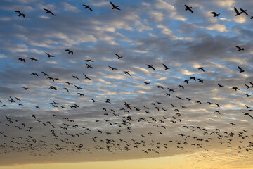 Large flock of migratory snow geese silhouetted by the setting sun, sky filled with clouds on a winter day
