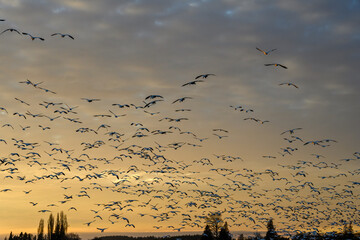 Large flock of migratory snow geese silhouetted by the setting sun, sky filled with clouds on a winter day
