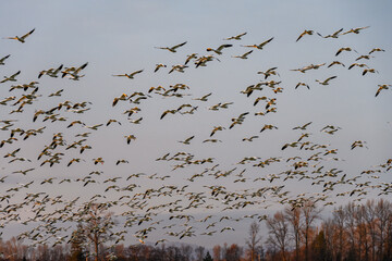 Large flock of migratory snow geese flying on a cloudy winter sky in warm evening light, as a nature background
