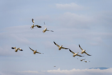 Group of migratory snow geese flying in for a landing against a blue sky with white clouds, as a nature background
