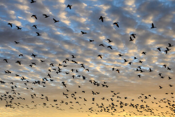 Large flock of migratory snow geese silhouetted by the setting sun, sky filled with clouds on a winter day
