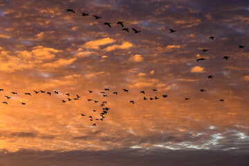 Brilliant sunset sky filled with clouds lit in oranges and purples by the sun, as a nature background

