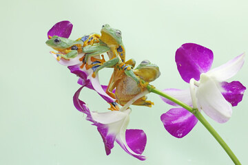 Three green tree frogs are hunting for prey on wildflowers. This amphibian has the scientific name Rhacophorus reinwardtii. 