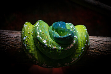 tree boa green snake - Powered by Adobe