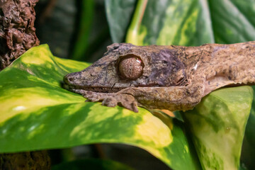 gecko on leaf
