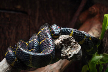 close up of a snake