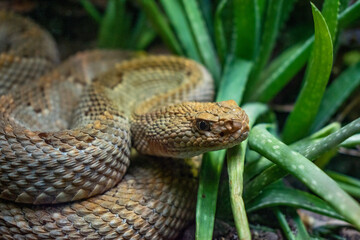 close up of a snake