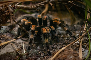 tarantula
