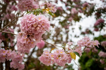 Fototapeta premium Close-up of Tabebuia rosea pink trumpet flower. Pink flower 'Chompoo Pantip' in Thai language blossom with the blur background. Pink​ trumpet​ tree​ at Kasetsart University Kamphaeng Saen, Thailand