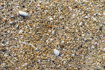 Natural background with yellow sand and shell