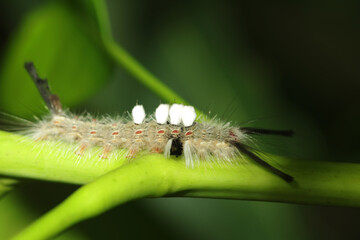 caterpillar on a leaf