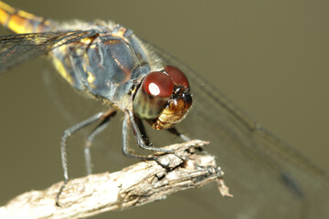 close up of a dragonfly