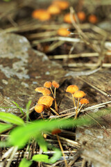 wild mushroom on the ground