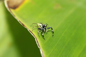 A Jumper spider on leaf