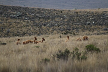Fototapeta na wymiar vicuña 