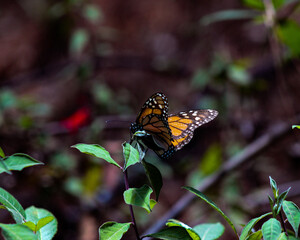 Fototapeta na wymiar butterfly in the morning 