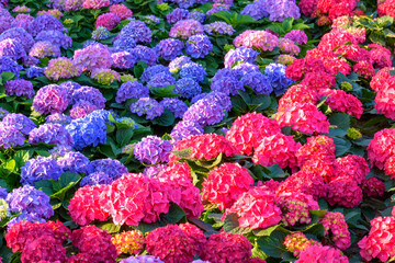 Blooming Hydrangeas flowers in the garden