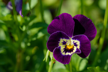 Close up Viola flowers blooming in the garden with a blurred background in spring