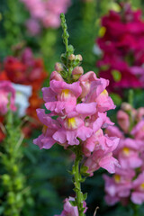 Obraz premium Antirrhinum majus dragon flower also known as Snap Dragons and Tagetes patula is blooming in the garden