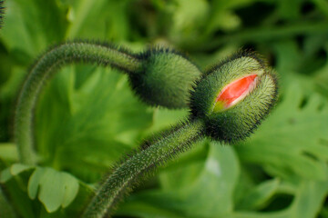 Buds of Floral Corn Poppy