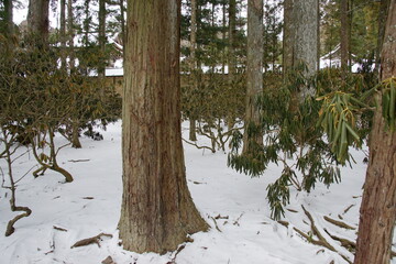 高野山壇上伽藍　立木