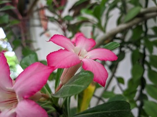 The beauty of ornamental plants adenium flowers Adenium Tracheophyta Spermatophytina Angiospermaeme sangio spermseudicots core eudicots asterids lamiids Gentianales Apocynaceae Apocynoideae Nerieae Ne