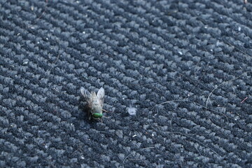 Fly on fabric.