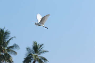 seagull in fly