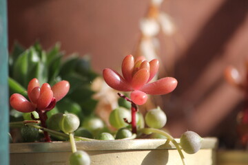 Pork and Beans Succulent