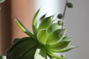 Succulent in the Summer Sun