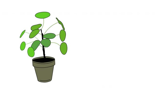 Indoor plant, pilea peperomia house plant in pot. White background. Seamless loop animation.