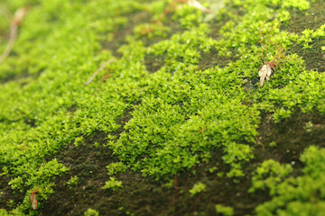 Obraz premium A green moss on ground